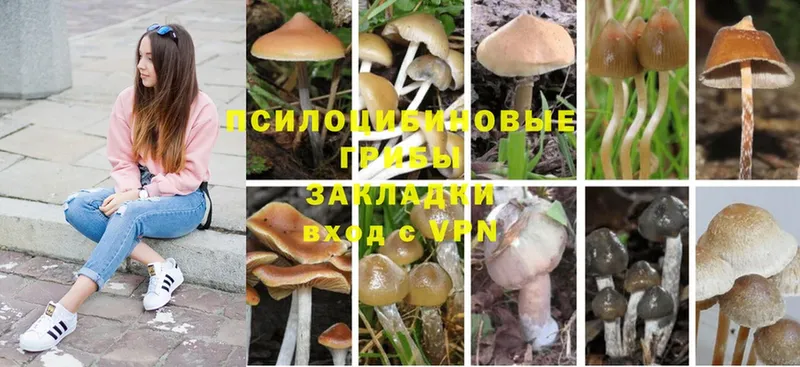 Галлюциногенные грибы Psilocybe  MEGA как зайти  Прокопьевск 